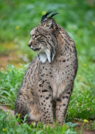 Photo for "Iberian lynx in a field, alert and showcasing its wild grace." - Royalty Free Image