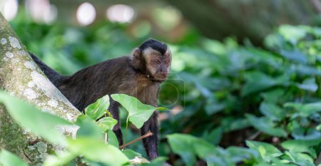 Macaque montre surprise et joie en regardant derrière un arbre forestier.