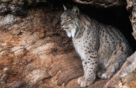 Lynx ibérique sous un arbre, incarnant la grâce sauvage.