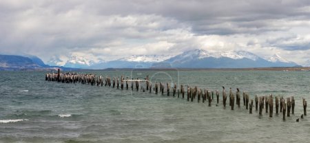 Birds on old posts under cloudy skies with snow-capped mountains.