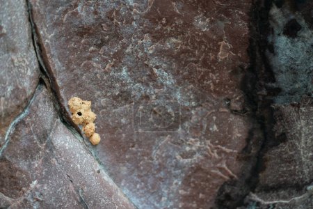 Macro photo of bear-like breadcrumb on a textured rock.