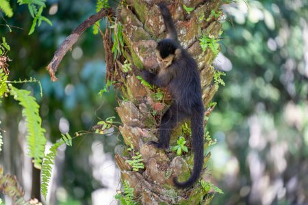 A young monkey in the jungle ponders climbing up or down a tree.