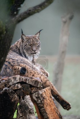 Iberian Lynx lounges on log, displaying its regal aura and sharp eyes in natural habitat