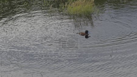Graceful slow-mo video of a blue-beaked mallard duck diving into a pond.