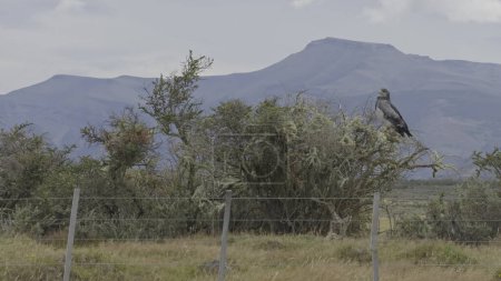 Téléchargez les photos : Un aigle brun perche sur les branches d'un arbre par une route montagneuse. - en image libre de droit