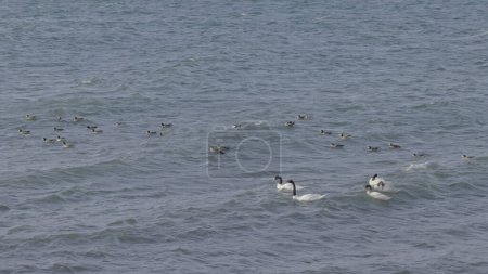 Foto de Vídeo sereno de cisnes y patos deslizándose a través de tranquilas olas oceánicas en cámara lenta. - Imagen libre de derechos