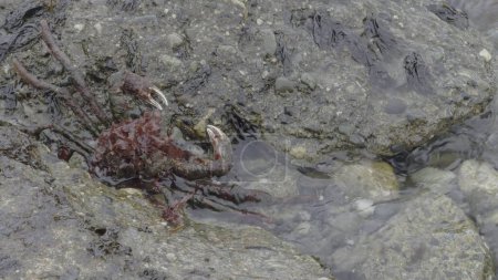 Camouflaged Magellanic king crab blends with algae-coated rocks on the coast, hiding from predators or stalking prey.
