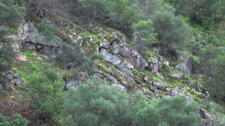 Eine Herde Steinböcke hüpft im Sommer graziös über das Gebirge.