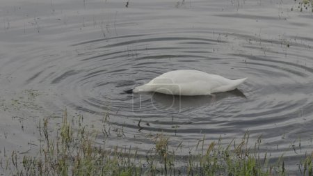 Swan dips head in tranquil pond in slow-mo.