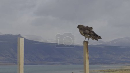 Eagle caught in slow-mo taking off from a post against the sky.