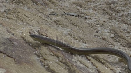 A frightened snake swiftly slithers, creating a shaky camera effect on a waterfront rock.