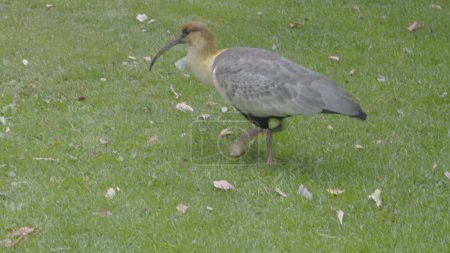 A slow-mo video shows an ibis walking on urban lawn, highlighting nature in a city environment.