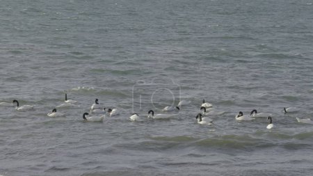 Foto de Elegantes cisnes de cuello negro se deslizan sobre el agua en imágenes de cámara lenta. - Imagen libre de derechos