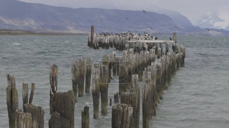 Kormorane und andere Vögel ruhen sich auf einem alten Steg aus, während der Wind den See aufwühlt.