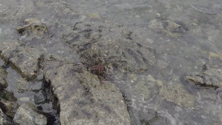 Slow-mo footage shows a camouflaged Magellanic king crab hiding among rocks and seaweed, poised for prey.