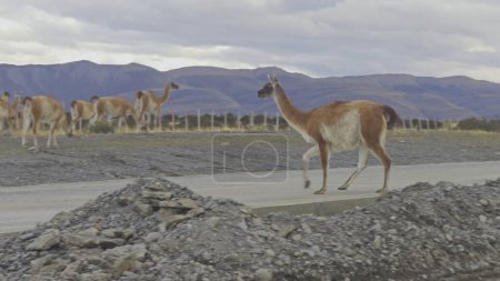 Vídeo de cámara lenta muestra a un guanaco cruzando una carretera, subrayando los peligros del tráfico de vida silvestre.