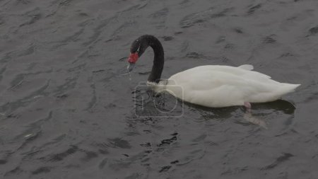 Slow-motion capture of a black-necked swan diving for food in a pond.
