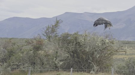 Black-chested eagle embodies wilderness, soaring into the sky from a shrub.