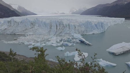 Iceberg calving at Perito Moreno with foreground of swaying trees.