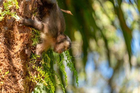 Mono capuchino forrajea en un bosque verde, encarnando la naturaleza.