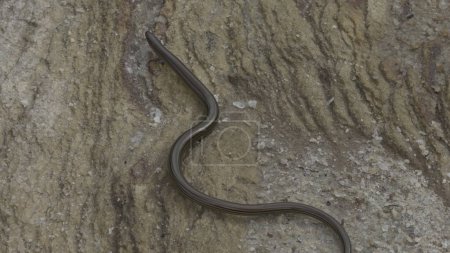 Stunning slow-mo footage captures a snakes intricate motion as it slithers across a stone.