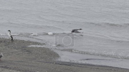 Kaiserkormoran flüchtet in Zeitlupe von sandigem Ufer.