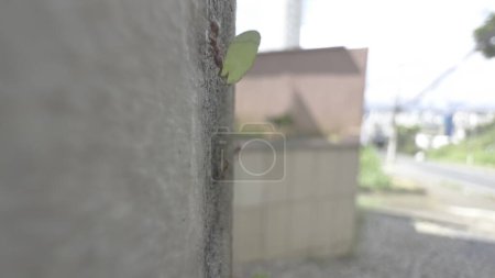 Nahaufnahme zeigt Ameisen, die Blätter auf einer Stadtmauer tragen.