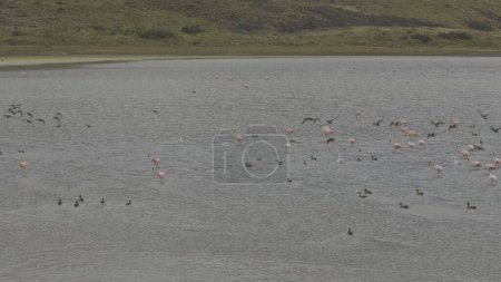 Vögel wie Flamingos fliegen und waten anmutig in der ruhigen Lagune, schön eingefangen in Zeitlupe..