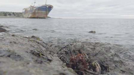 Slow-mo video shows a camouflaged king crab near rocks with a fuzzy old ship backdrop.