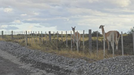 Wild guanaco caught on slow-mo leaping a farm fence, displaying its natural freedom.