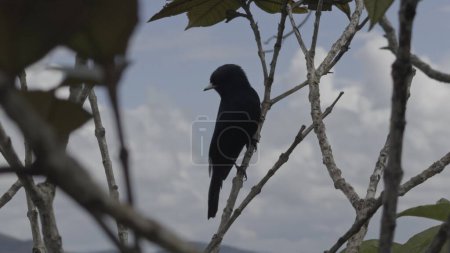Schwarzer Vogel sitzt auf einem Ast, bekommt Angst und fliegt in die Natur.