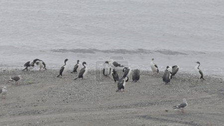 Un grupo de cormoranes emperadores se reúne en una playa, con uno de los padres alimentando a un polluelo mientras otros observan en silencio.