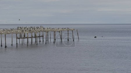 Deserted wooden pier in sea with resting cormorants embodies peace.