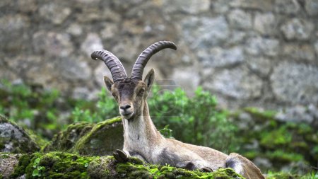 Photo for A regal ibex rests with grand horns, watchfully alert. - Royalty Free Image