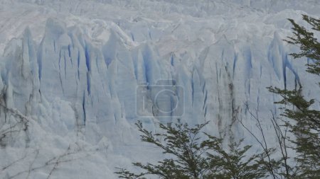 Ein ruhiger Baum steht vor einem ausgedehnten Gletscher mit tiefen Rissen.