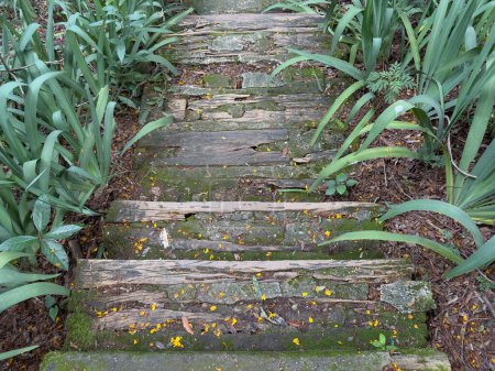 An aging wooden staircase winds through dense vegetation, showing natures takeover.