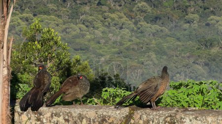 Jacu birds sit on a wall, watching the thick jungle at sunrise.