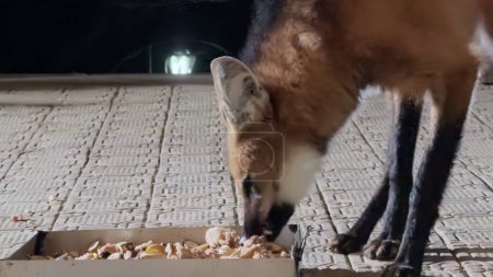 Maned Wolf photographed at night feeding on stone steps at Caraca Sanctuary.