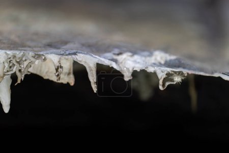 Gros plan de stalactites avec une gouttelette d'eau suspendue dans une grotte.