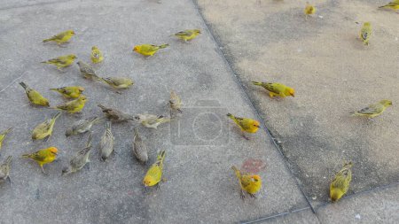 Flock of tiny, yellow, multi-colored birds congregates on a pavement outside.