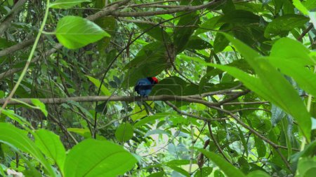 A Blue Manakin bird perches and sings gracefully on branches in a lush tropical rainforest.