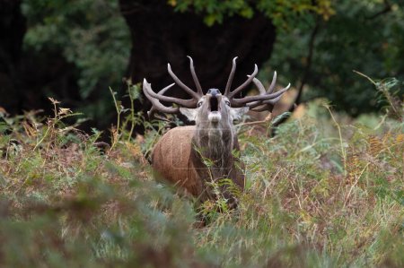 Foto de Red Deer Stag (Cervus elaphus)  bellowing for his hinds deep in an ancient forest - Imagen libre de derechos