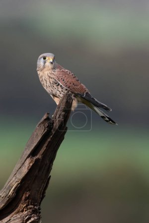 Photo for Kestrel (Falco tinnunculus) in Farmland - Royalty Free Image