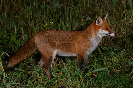 Téléchargez les photos : Red Fox (Vulpes vulpes) photographed at night in an unkempt back garden - en image libre de droit