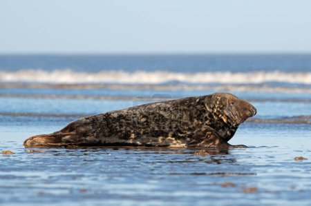 Foto de Macho Atlantic Grey Seal (Halichoerus grypus) en el borde de la marea - Imagen libre de derechos