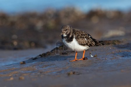Photo for Ruddy Turnstone (Arenaria interpres) searching for food on the Norfolk coast - Royalty Free Image