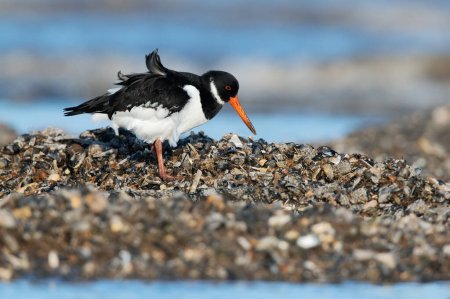 Photo for Oystercatcher (Haematopus ostralegus) searching for food in mussel beds - Royalty Free Image