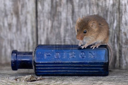 Photo for Harvest Mouse (Micromys minitus) in a shed - Royalty Free Image