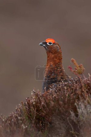 Photo for Male Red Grouse (Lagopus lagopus scotica) in dense heather moorland - Royalty Free Image