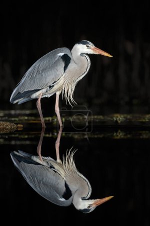 Photo for Grey Heron (Ardea cinerea) hunting in the night - Royalty Free Image